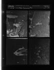 Moose swimming pool (4 Negatives) (July 10, 1958) [Sleeve 27, Folder d, Box 15]